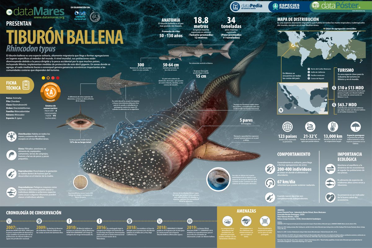 Día Internacional del #TiburónBallena
Aunque suele ser solitario, han contado hasta 400 individuos en zonas con altas concentraciones de alimento. 

Descarga el #dataPoster: 
datamares.org/dwd/dp_tiburon… 

¡Gracias @LaboratorioMar5!

#dataMaresPresenta #EspeciesPrioritarias