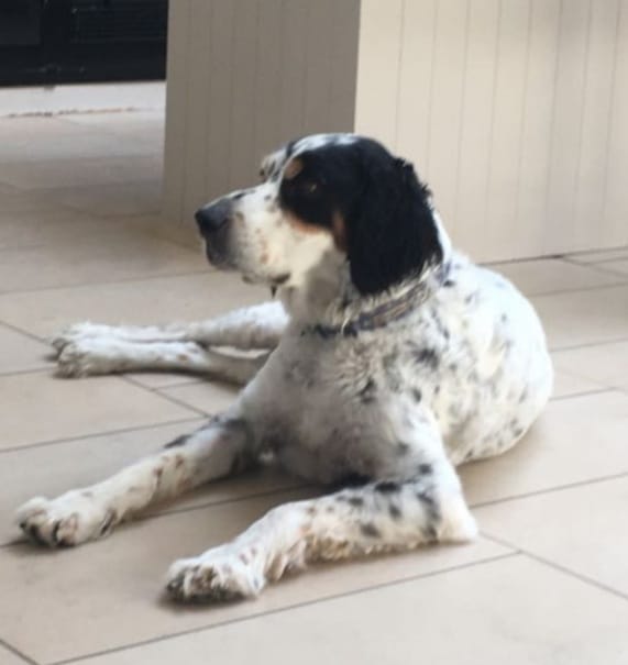 Moraohiggins's tweet photo. This beautiful dog, Charlie, is missing from the Kenilworth Rathgar area of Dublin. There is a phone number on his collar. Please keep an eye out for him. A lot of sad people at home right now. Thank you. Please share widely too. Much appreciated. https://t.co/i8FEK0UNd9