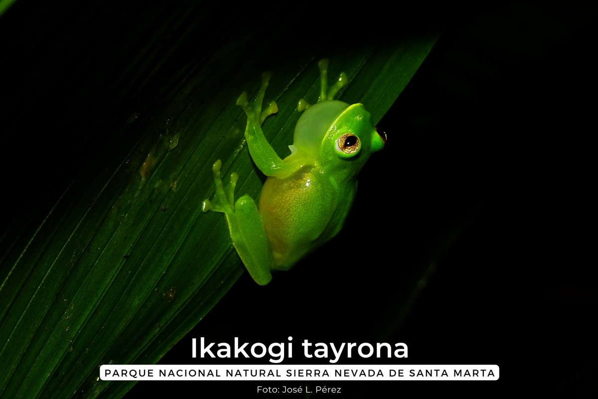 ParquesColombia's tweet photo. #Entérate | En el Parque Nacional Natural Sierra Nevada de Santa Marta se protegen 49 especies amenazadas de las 3.057 registradas en Colombia. Al igual se conservan varias especies endémicas como: 19 de anfibios, 13 de reptiles, 5 de mamíferos y 22 de aves. #58CumpleSierraNevada https://t.co/nUcdWgdwv6