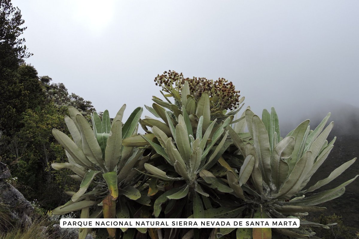 ParquesColombia's tweet photo. El Parque Nacional Natural Sierra Nevada de Santa Marta está catalogada como el entorno natural más irremplazable del mundo, según un estudio interdisciplinar del Instituto CEFE-CNRS*.

#58CumpleSierraNevada🏞️ https://t.co/yrxZjEfWAQ