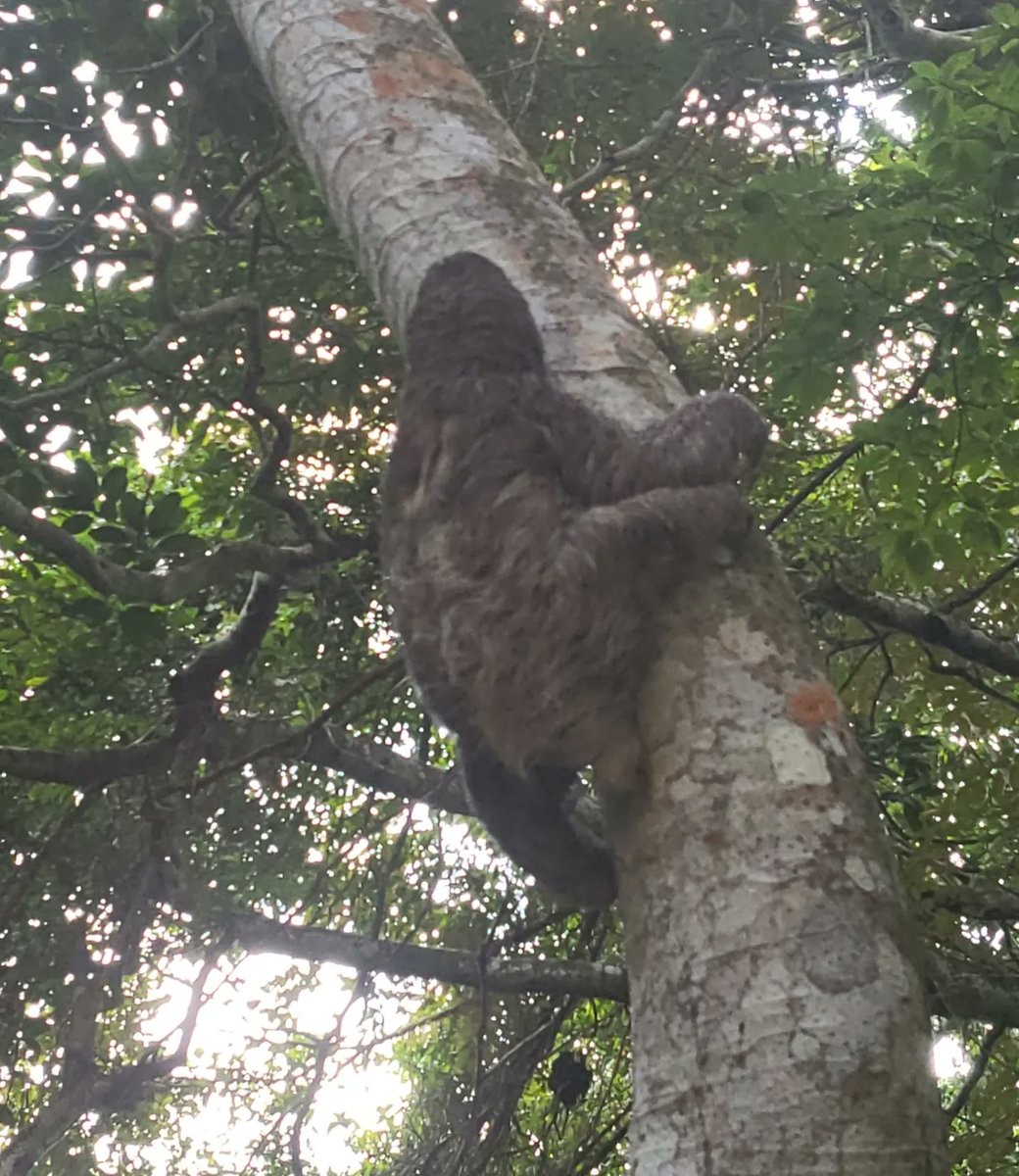 APPC_Panama's tweet photo. Gracias al apoyo del personal de Cooprac, RL . Se logró el rescate y reubicación de este perezoso de tres dedos. 
#appcpanama #rescatandoperezoso #Panamá https://t.co/t1PnIoG1kF