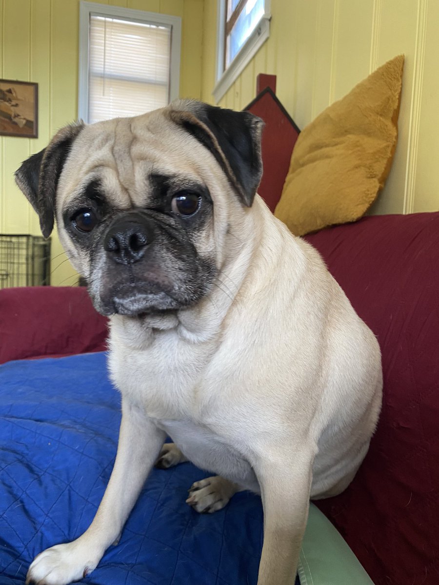 JRusoloWard's tweet photo. How can this sweet girl be so disgusting? (I won’t tell you what she ate). #pug #pugsoftwitter #puglife #pugs #dogsofinstagram #DogsofTwittter https://t.co/N087KytOF1