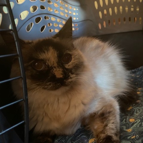 joychivet's tweet photo. This beautiful girl, Elke, came in for a Chinese herbal/food therapy appointment this morning &amp; she did well! She has chronic pancreatitis &amp; we are working on helping her to feel better &amp; maintain weight. #Hampton #CatDoctor #HolisticCat #HolisticVeterinarian #WeLoveCats https://t.co/U3wH6PmtBf