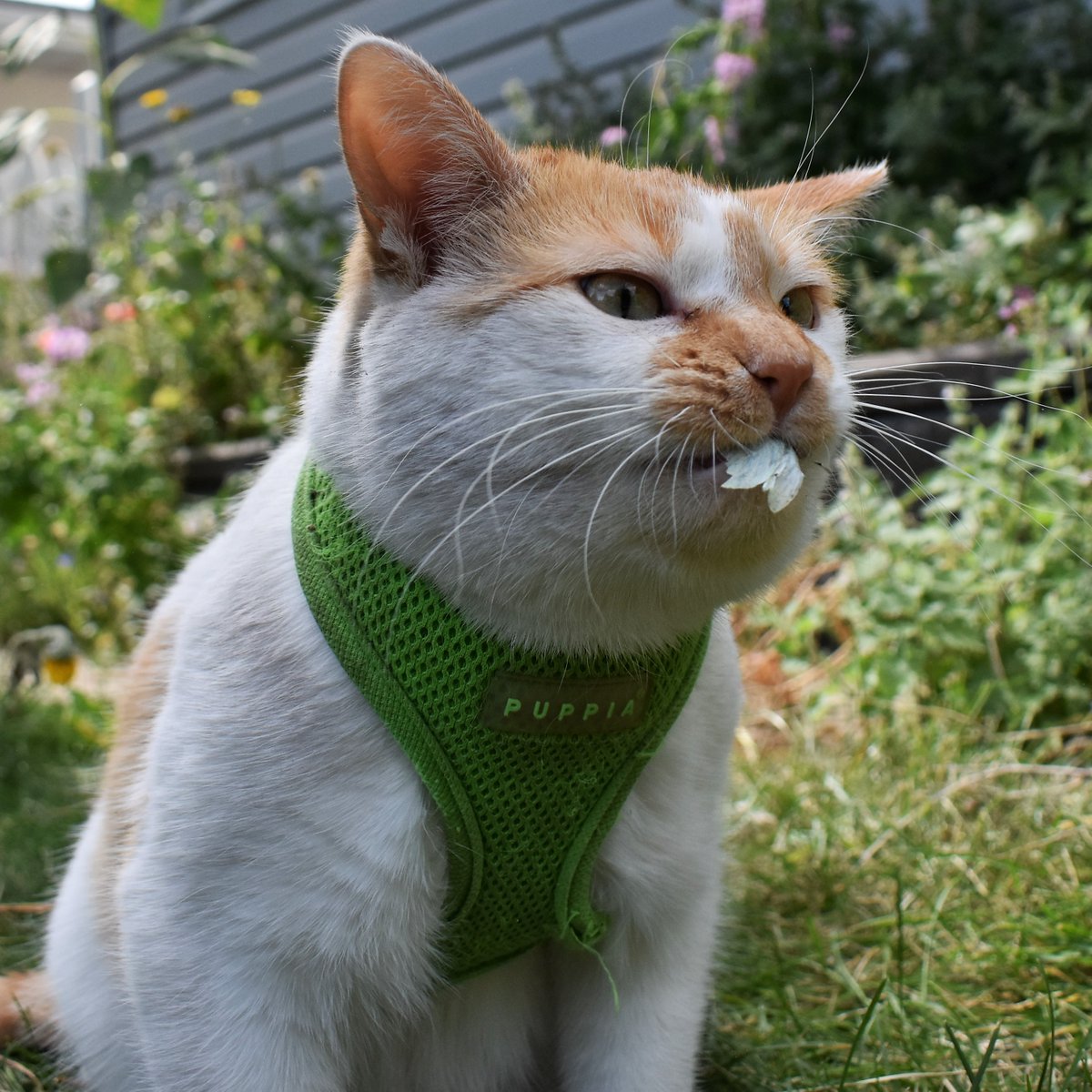 FartyCheddarCat's tweet photo. Fluttermoff, in da plants
Fluttermoff, on da gwass
Fluttermoff, in my mouff
Fluttermoff, in my tum

#Cheddarpoetry https://t.co/V4011FZLa1