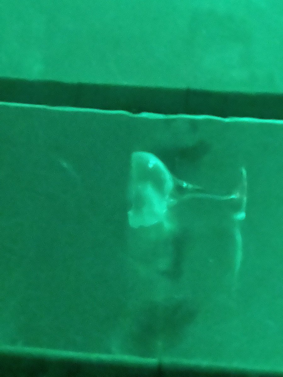 A saga. - the espresso martini story