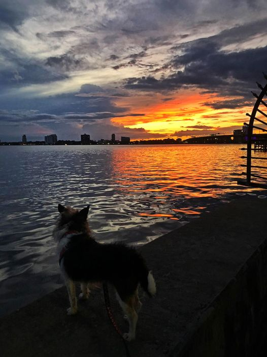 Marychen85201's tweet photo. This is my faithful companion and photography buddy, Tessa.  She seems to enjoy the sunsets as much as I do.  She’s an incredible gift 🙏🏼❤️❣️🥰 https://t.co/YRjLIH7HCJ