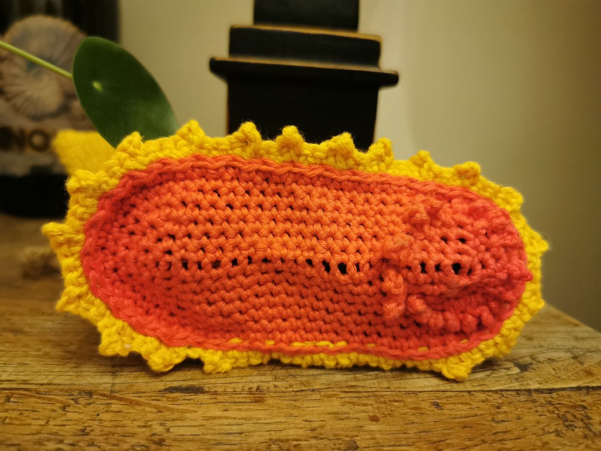 Do you remember the gorgeous sea cucumber known as #gummysquirrel [𝘗𝘴𝘺𝘤𝘩𝘳𝘰𝘱𝘰𝘵𝘦𝘴 𝘥𝘺𝘴𝘤𝘳𝘪𝘵𝘢 (Clark, 1920)] ? I have created a crochet pattern for all those sea cucumber fans like myself 😍. And yes, it has 18 mouth tentacles!! #TaxonomyTuesday