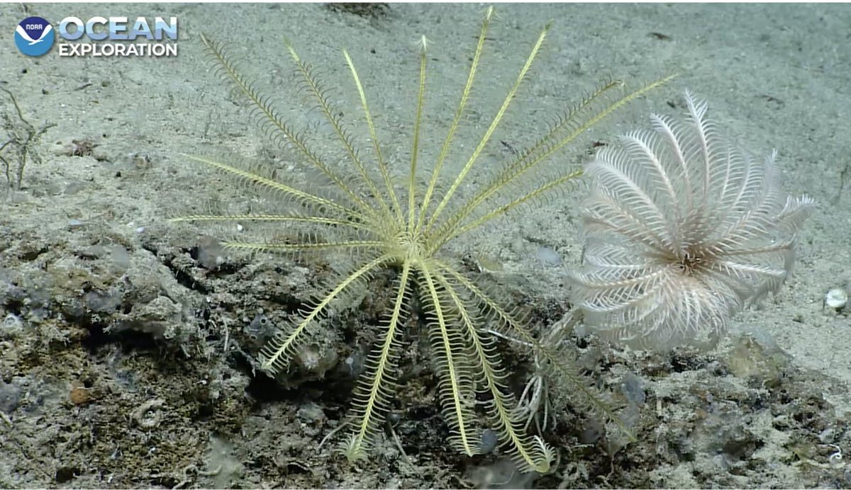 echinoblog's tweet photo. Lovely comparison with BOTH forms of crinoids, a feather star or "unstalked" crinoid in yellow on the left versus a stalked crinoid on the right! #echinoday #crinoidweek #okeanos St. Crois 513 m. https://t.co/vYhfKgF9GQ