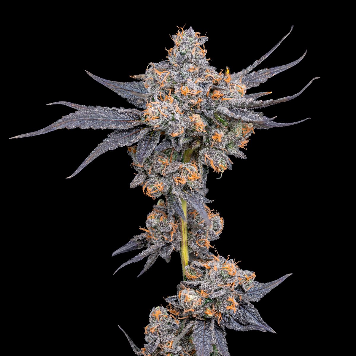 Cookies 🍪 tweet media