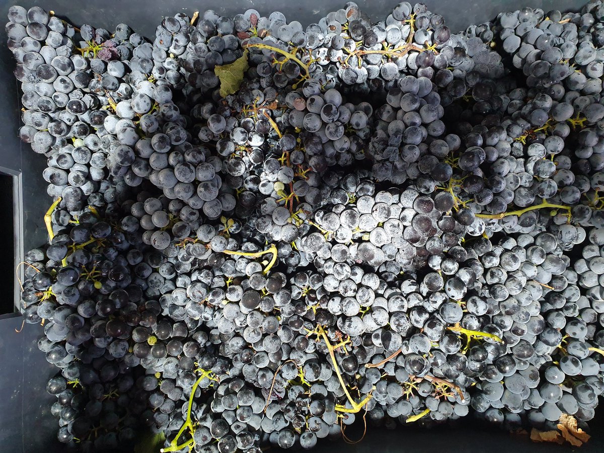 cantos_emma's tweet photo. Ya vamos metiendo las últimas variedades de esta cosecha 2022. Petit verdot, despalillado, selección y encubado https://t.co/N8ehy1tlkx