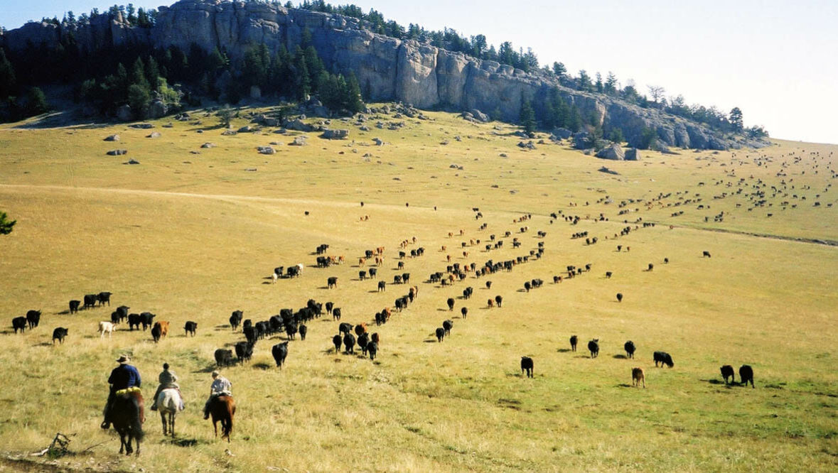 GanaderiayAgro's tweet photo. Guys! I am going to travel to Colorado Wyoming and South Dakota by the end fo this month. 

So, who wants me to visit his/her ranch to make a live interview? 

DM me. 

#Cattle #Ranch #Enterview #Colorado #Wyoming #SouthDakota https://t.co/fcSfvbbqnR