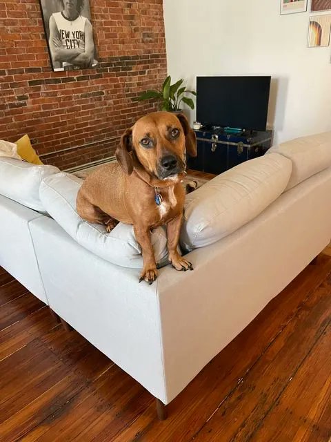 This is Mary Jane Watson! She’s a four year old hound - pitt bull mix and her favorite activity is sniffing things on walks! Mary Jane's human is Ally Below, OMS-II.