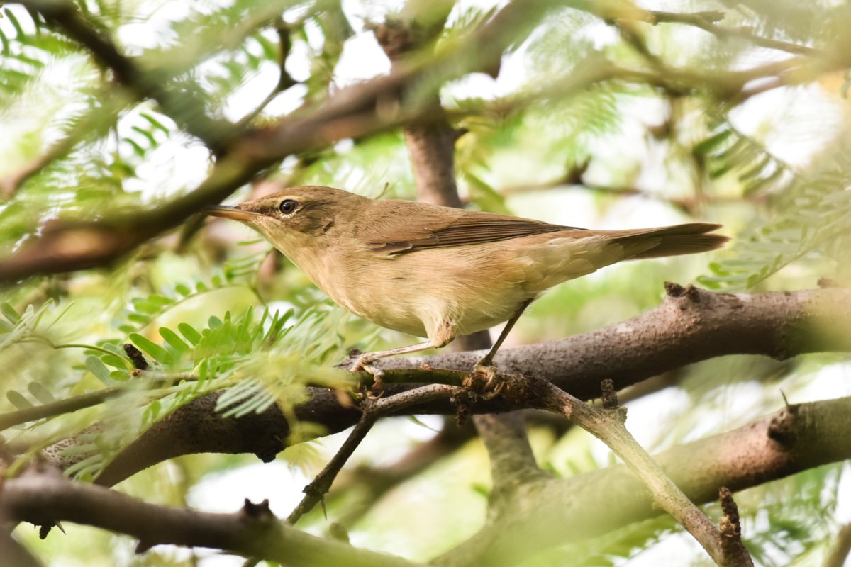 The Hidden Gem of Bushes!

#Bootedwarbler @pargaien @UKNikon #indiaves @Natures_Voice #ThePhotoHour @NikonIndia #birdphotography @world_the_bird #birds #birdwatching #BBCWildlifePOTD #BirdsSeenIn2022 #TwitterNatureCommunity @amazingbirds11 @NatGeoIndia @WildlifeMag @natgeowild