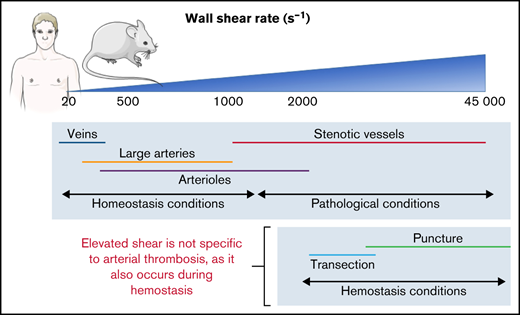 BloodAdvances's tweet photo. The relative hydrodynamic resistance of the vessel and wound explains a decrease in shear rate with increase in injury size. https://t.co/VZFgik6w70 #thrombosisandhemostasis #vascularbiology https://t.co/CIXr38VMtY
