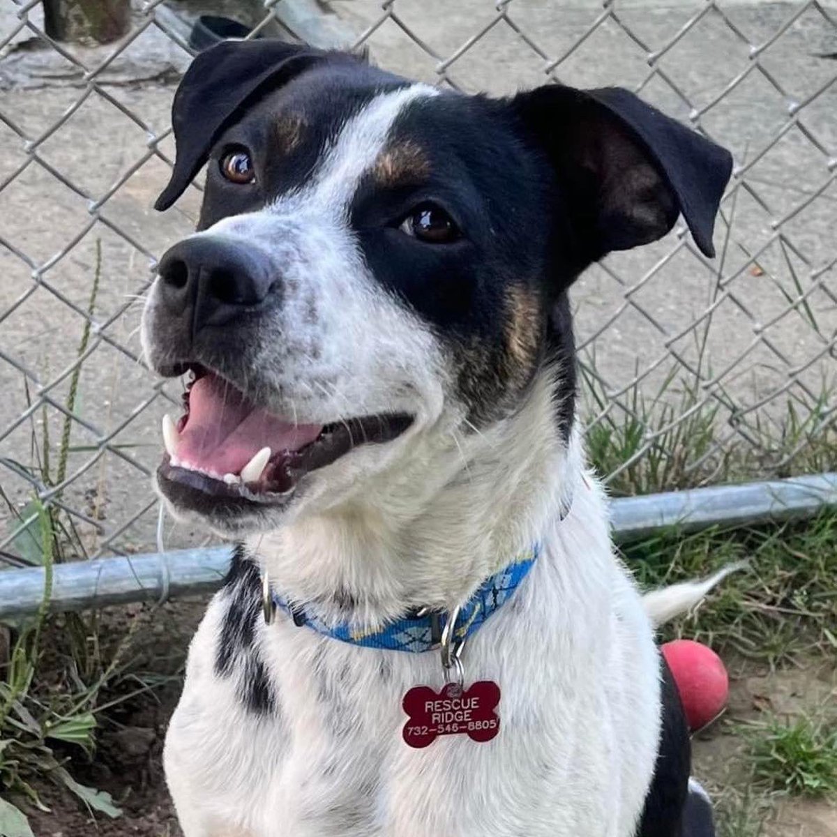 Let’s welcome Rico to Rescue Ridge￼! Rico is a 40lb mixed breed pup, approx 1 yr old. Rico is friendly to everyone he meets. He loves attention and playing fetch. Rico is treat-motivated and eager to learn. Apply to adopt Rico at rescueridge.com #AdoptDontShop