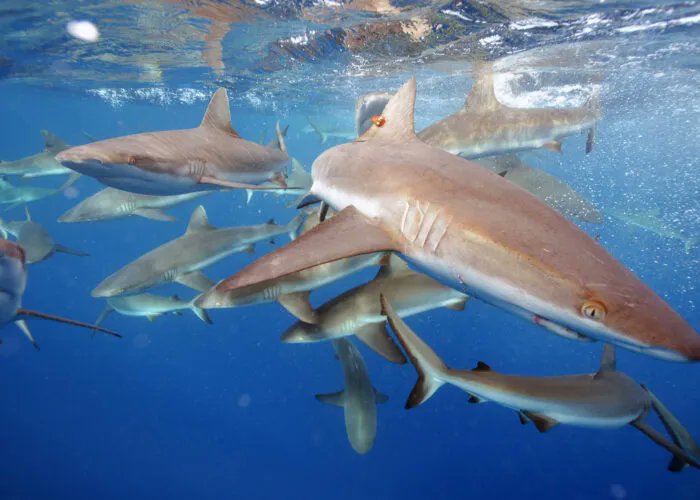 The Pacific Remote Islands contain some of the last wild and healthy ocean ecosystems in the world. Join the <a href="/PRIcoalition/">Pacific Islands Heritage Coalition</a> and use your voice to urge <a href="/JoeBiden/">Joe Biden</a> to protect this precious part of the Pacific! Sign the petition at buff.ly/38RFI9v #ProtectPRI #30x30 #OneOcean