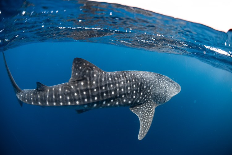 protectningaloo's tweet photo. We are celebrating arguably the most iconic and popular creature of #NingalooReef (no offense to the many others!) because today is International Whale Shark Day! 

📸 1: Elle Gillett
📸 2: Ollie Clarke https://t.co/QDbMZ6XCKa