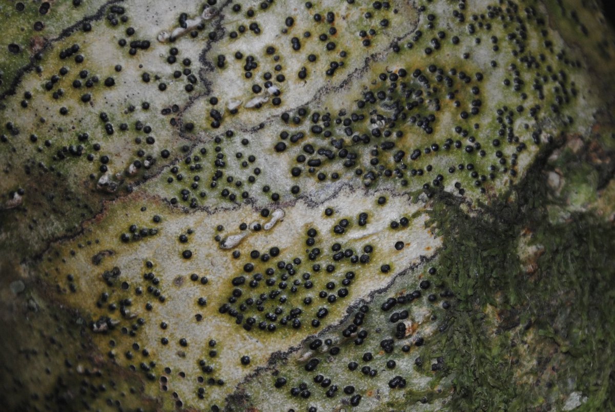 Rostrevor Oakwood is equally an oceanic hazel/holly forest with some old and gnarly examples. These smooth bark trees are also great for graphidion lichen communities such as these Pyrenula sp.