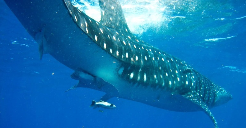 LifeIntemares's tweet photo. 🦈El tiburón ballena es considerado el pez más grande del mundo, con hasta 12 metros de largo y más de 34 toneladas de peso.

❌Sin embargo, la actividad humana y el cambio climático están disminuyendo sus poblaciones.

👉Apoyamos su conservación en el #DíaDelTiburónBallena