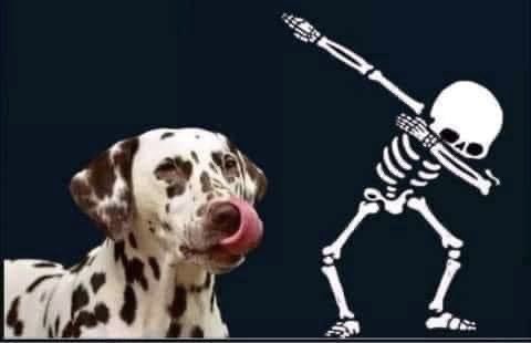EnsedeCiencia's tweet photo. El cuerpo humano tiene 206 huesos, y tú creyendo que tu perro te quiere desinteresadamente 🐶 https://t.co/VLz1wTtGoi