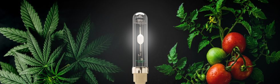CanadianWeedWiz's tweet photo. Need credit for a mortgage or a car sorry cant do Need money for a #Cannabis Project #CannabisGrowLights #HighCannada #RentToOwn #SpectrumReport @CannabisCredit 519-855-9977 https://t.co/soi6ncMqp9