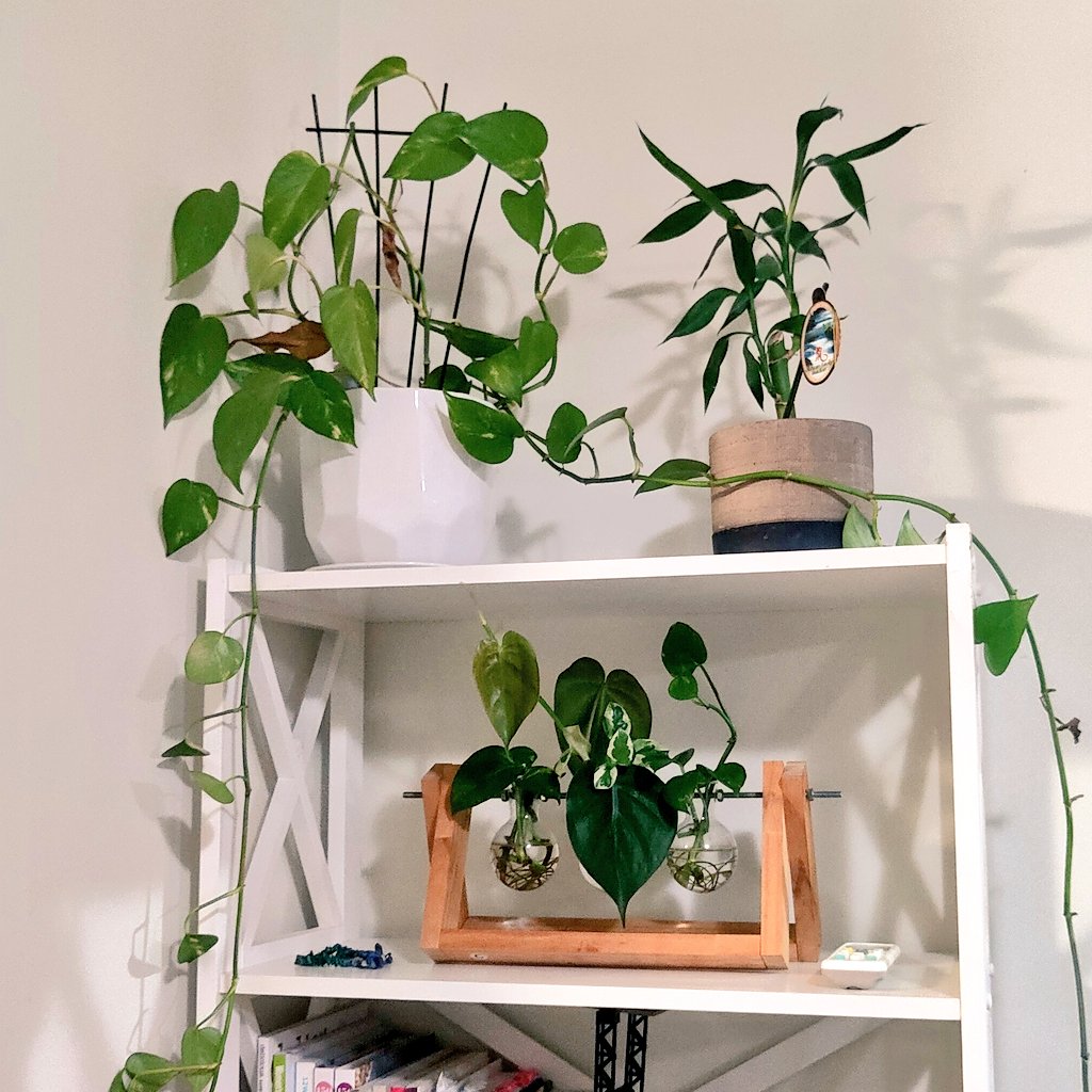 Easilystreams's tweet photo. New house feels, the kids are calling me a crazy plant lady ๐คฃ
#freshstart #newbeginnings #singlelife #movinghouse #doingitsolo https://t.co/x91dH3Q5Ni