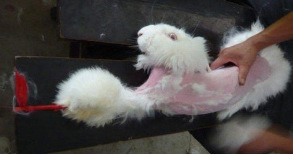 (3)
il existe en France une dizaine d'élevages de lapins Orylag, élevés et tués pour leur fourrure et leur chair, 
et une trentaine d'élevages de lapins angora : 
des milliers d'animaux sont donc encore abattus - gazés, électrocutés assommés - et dépecés chaque année