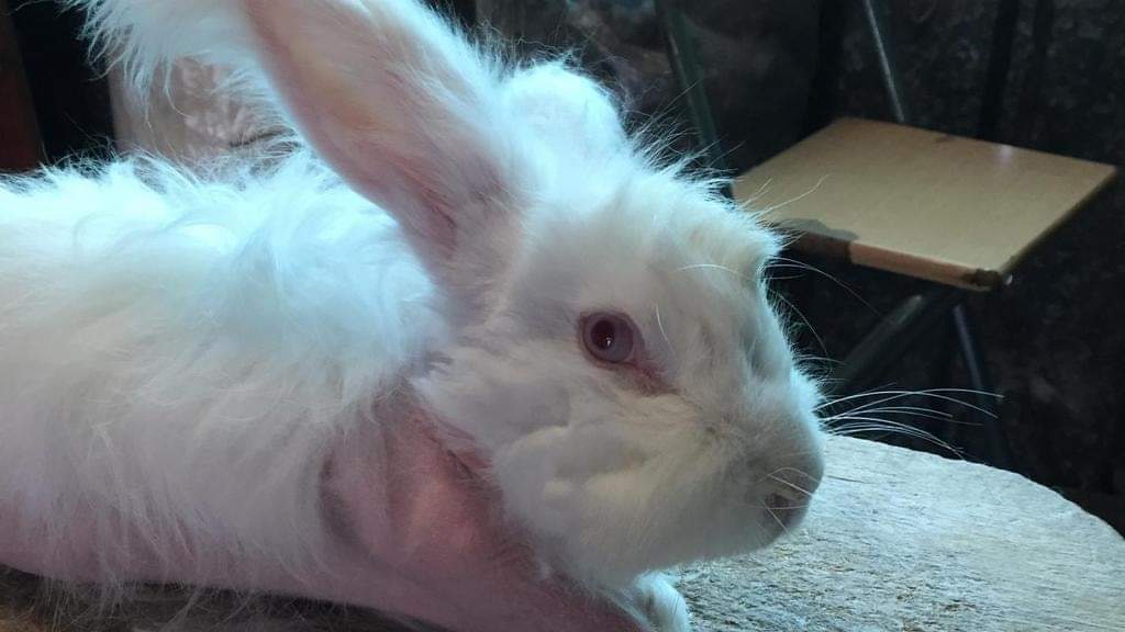 (3)
Angora wool
#torture for #rabbits

Laine angora
Un torture pour les lapins 

👇

(1) peta.org.uk/issues/animals…

(2) one-voice.fr/en/blog/the-sc…