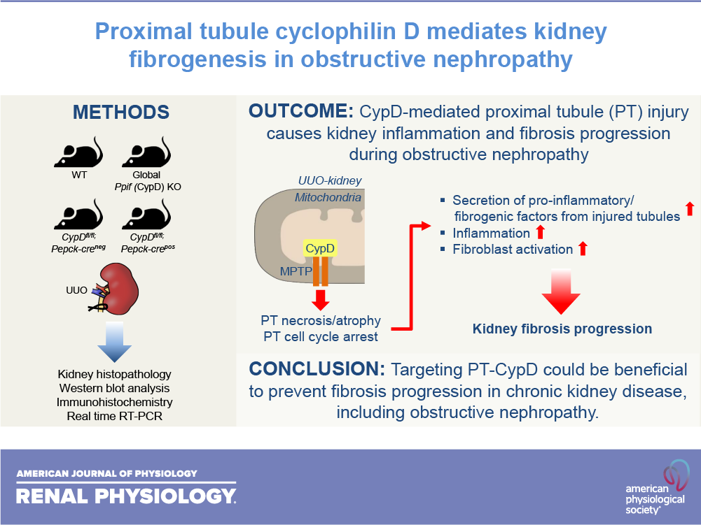 AJPRenal's tweet photo. #FreeArticleOfThe Week- Proximal tubule cyclophilin D mediates kidney fibrogenesis in #ObstructiveNephropathy
Hee-Seong Jang, Mi Ra Noh, Ligyeom Ha, Jinu Kim, and Babu J. Padanilam
https://t.co/hCT28YAmoU
#AJPRenal #CKD #Fibrosis @IcahnMountSinai https://t.co/UZiUP8QdXo