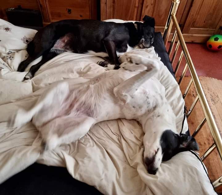 SavingStraysUK's tweet photo. street dog. I've almost forgotten the first year she ran me ragged, escaped at every opportunity and chewed her way through my house 😂❤️”
Because every single life matters! 🐾
#dog #dogs #doglover #dogoftheday #doggy #adoptdontshop #savingsufferingstrays #bosnianstray https://t.co/l7Qqi9EJmt