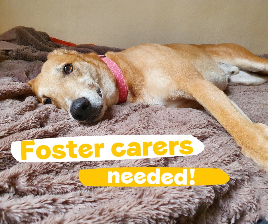 DogsTrust's tweet photo. We are urgently seeking foster carers who can offer a temporary home to big dogs, dogs with little to no housetraining, or with challenging behaviour, so we can free valuable space in our rehoming centres to support the next dog. 💛🐾
Find out more ➡️ https://t.co/vp02tzjNRE https://t.co/92pIGWDQnO