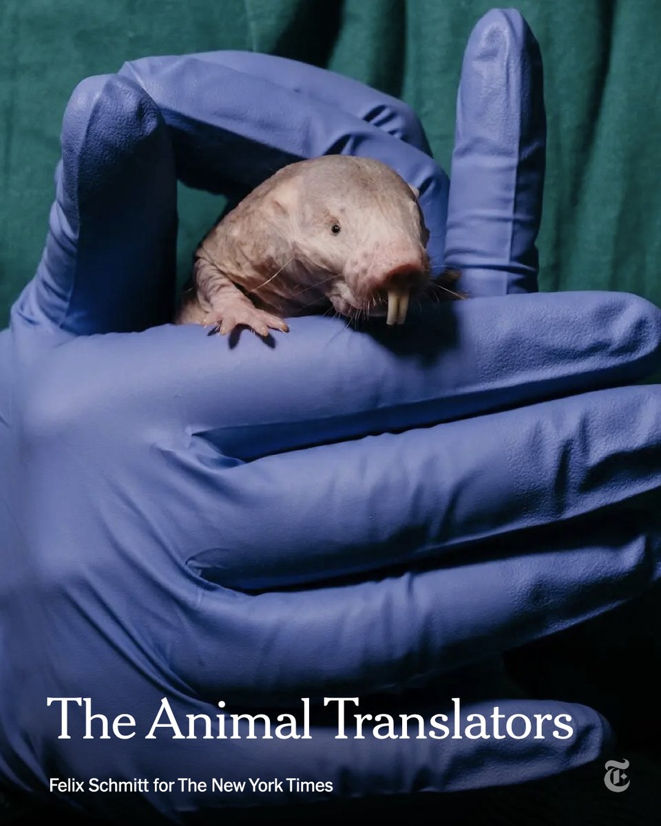 nytimes's tweet photo. “Let’s try to find a Google Translate for animals.”

Scientists are using machine-learning to decode the squeaks, grunts and whistles that animals use to communicate. Now they’re trying to build technologies that allow humans to talk back.
https://t.co/SE8IpqJghy https://t.co/9LjZ13LEkI