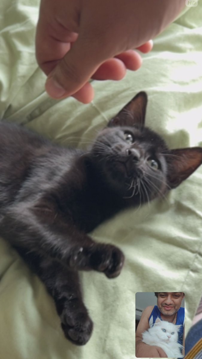 introturt's tweet photo. It's been a long time coming, but our family has grown. Everyone, meet our new family members! Magpie and Crow. Coming to stay with their new forever parents very soon. ❤️ Magpie was the result of an unplanned pregnancy and Crow was found roaming the streets as a stray.

@Peppyon https://t.co/OEuEXi53rB