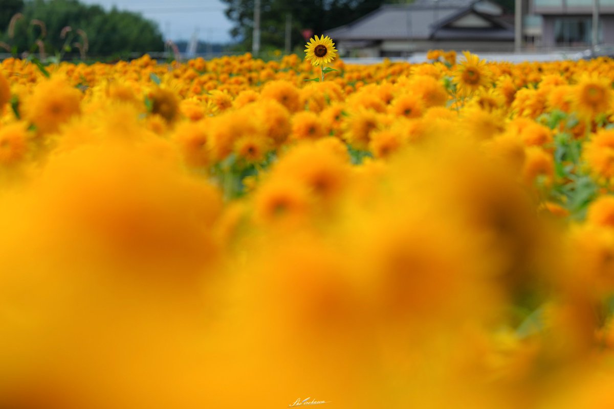 irokawa_sho's tweet photo. ~八重咲きひまわりの花園~
2年開催されなかった明野ひまわりの里
今年ついに開催!相変わらずの美しさに
感動してしまいました。
※路上駐車禁止です、開催の有無に関わるのでやめましょう。
#茨城県 #明野ひまわりの里 #筑西市
#ひまわり #向日葵 #茨城は美しい
#PicMate #LUMIX #S1R https://t.co/ET9Yxp2sfR