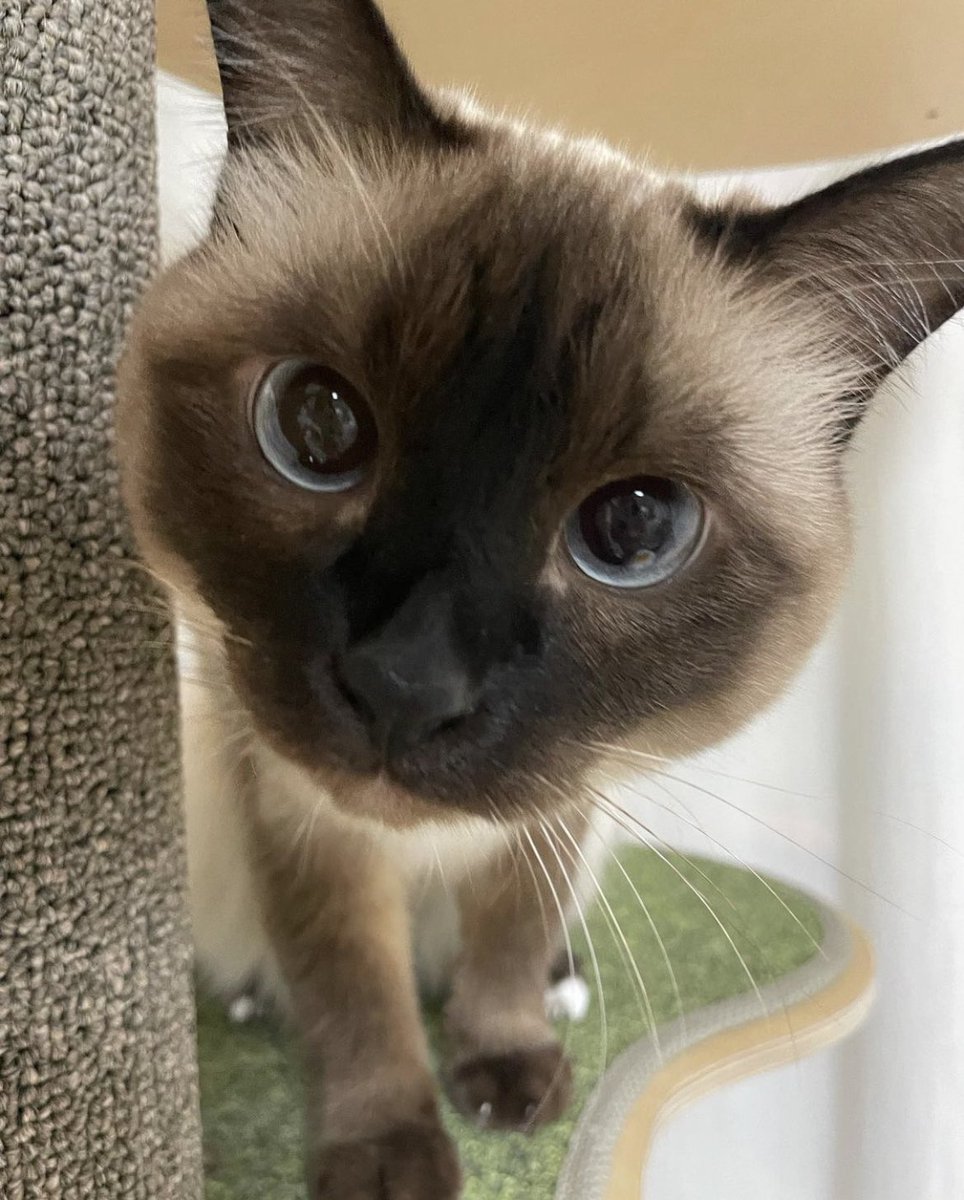 m4rtinsgarage's tweet photo. ยกHoliii! ยฟTe gusto? ๐ฝ๐ซถ๐
โโ
#cat #cats #catslover #catforever #gatogatos #gatoslocos https://t.co/WGY4s8gN4x