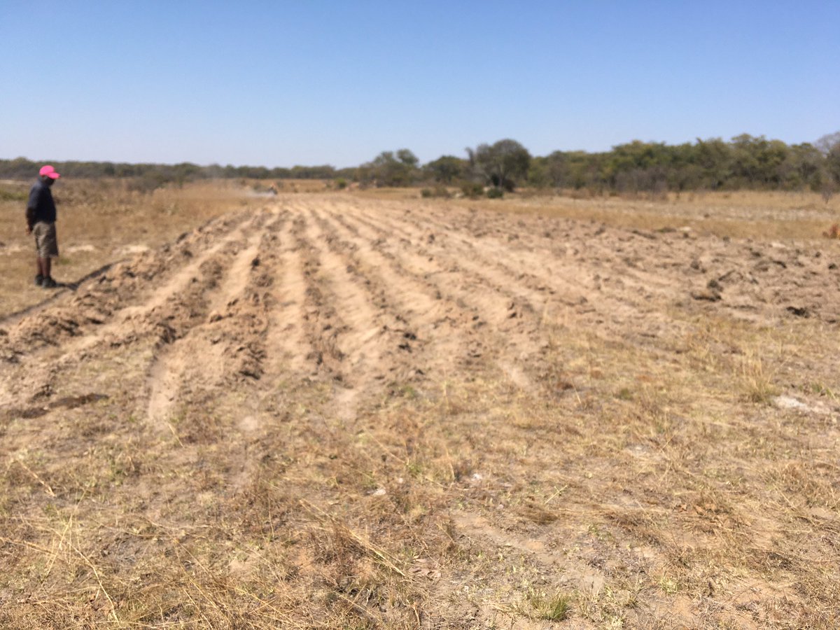 AgriBuzzZim's tweet image. In the Harare Agric show at Africa University stand, we will be testing soil pH &amp;amp; Texture for FREE and give you estimates of Lime required for your field. So advise ALL those interested &amp;amp;  coming to the Agric show to bring a soil sample. Thank you, Tapfuma J.