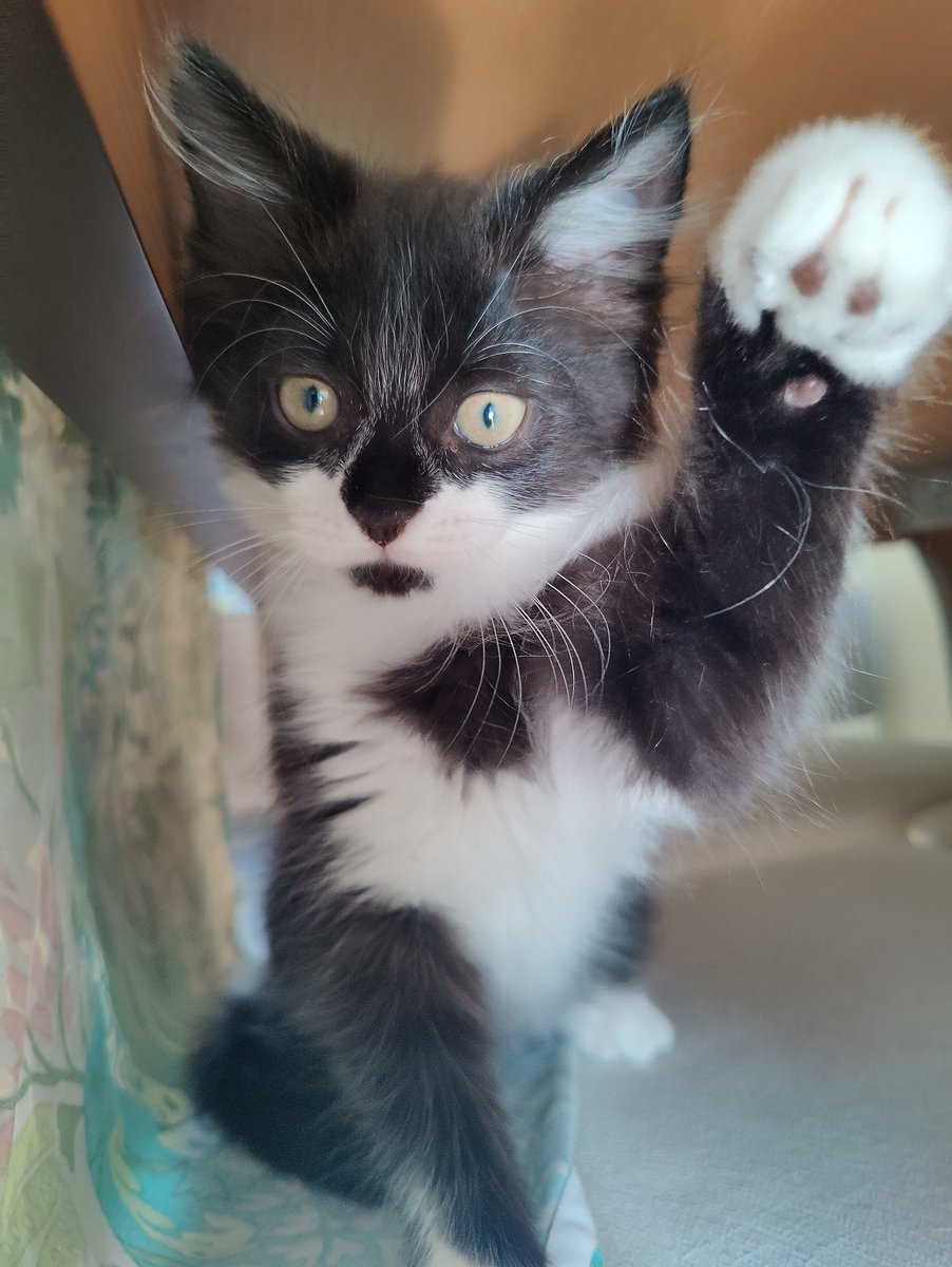 introturt's tweet photo. It's been a long time coming, but our family has grown. Everyone, meet our new family members! Magpie and Crow. Coming to stay with their new forever parents very soon. ❤️ Magpie was the result of an unplanned pregnancy and Crow was found roaming the streets as a stray.

@Peppyon https://t.co/OEuEXi53rB