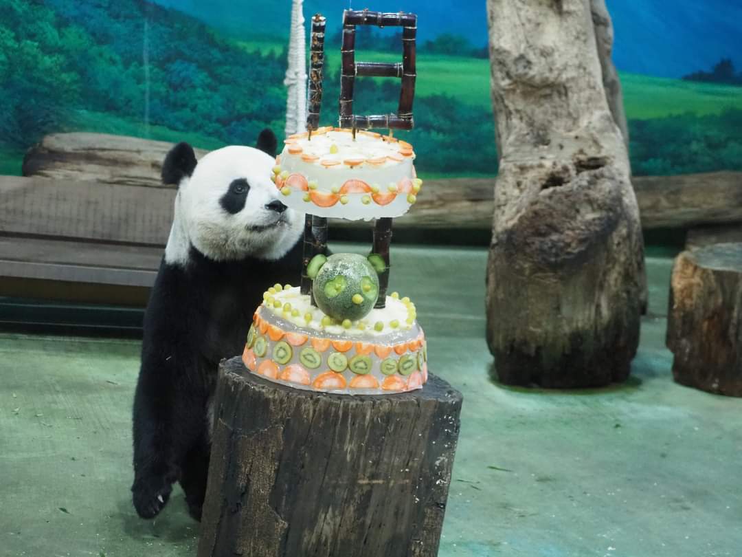zai_panda's tweet photo. 20220830 Taipei Zoo celebrated giant pandas Tuan Tuan and Yuan Yuan’s 18th birthday on Aug. 30. https://t.co/2FbC9yrTDK