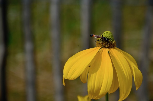 Garden_Notes's tweet image. Sommer im Wilden Garten: wildgardening.de