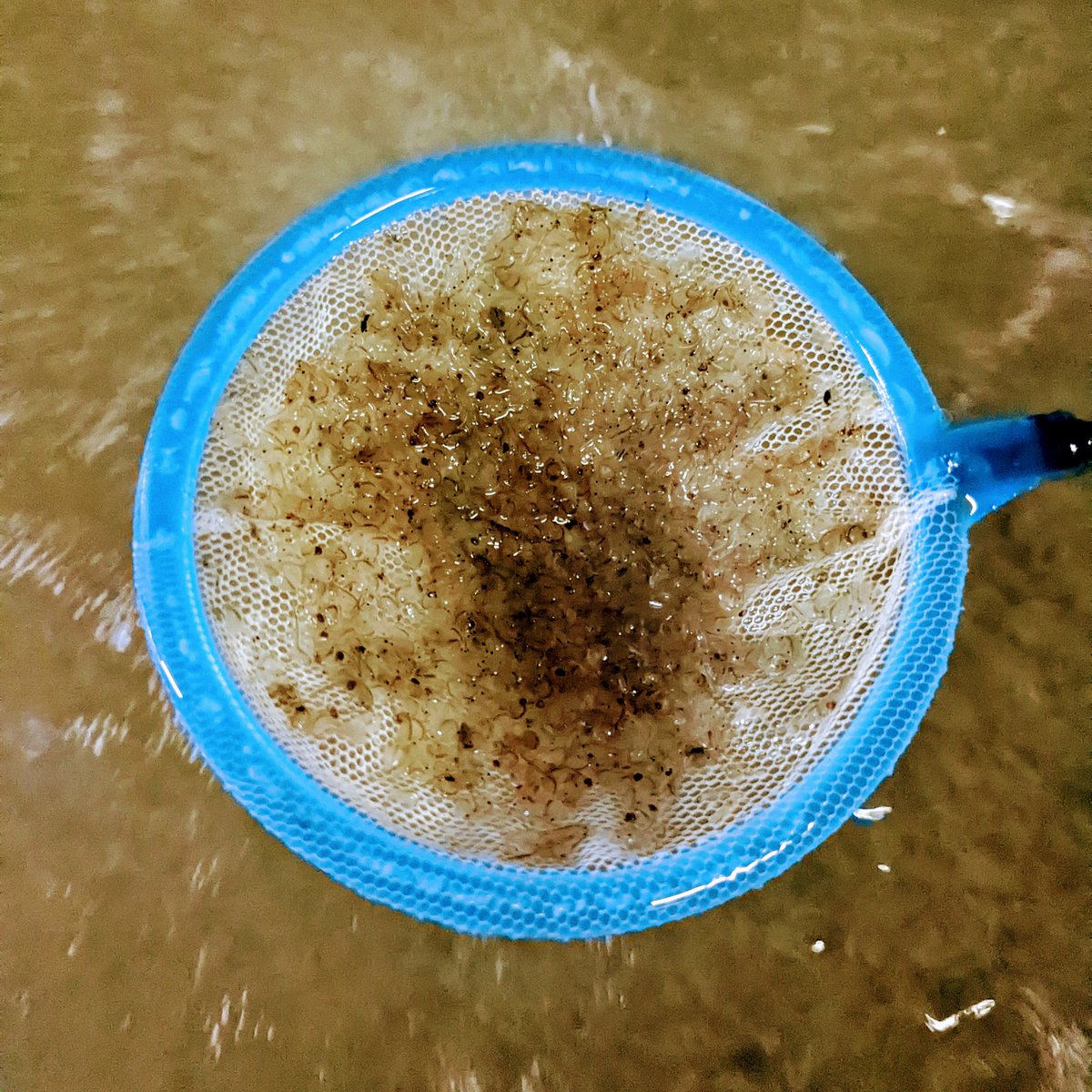 daueracuarios's tweet photo. Como cada semana, ha llegado ARTEMIA VIVA 😋
https://t.co/WltjEIirOE
#artemia #artemiasalina #alimentovivo #aimentopeces #comidapeces #comidaviva #dauer #daueracuarios #raval #fitoplacton #fitoplancton #fitoolankton #phytoplankton https://t.co/u3PIRDtLi3