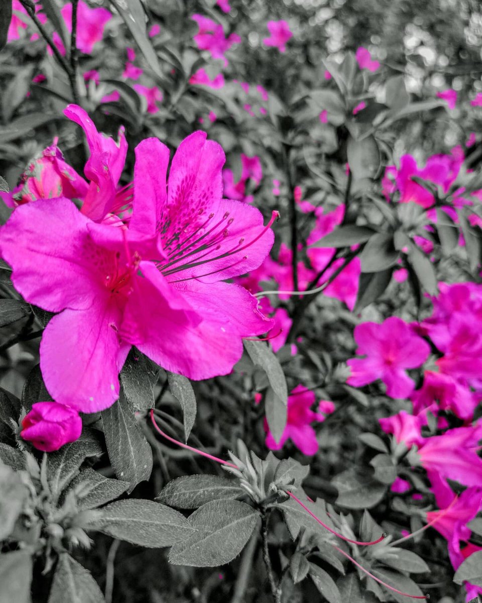 anglo_itatiba's tweet image. Alguns registros que os alunos do Projeto de Jornalismo fizeram da flora presente na nossa escola. A atividade foi pensada para treinar o olhar artístico e a edição de fotos! #angloitatiba #sistemaanglo #projor