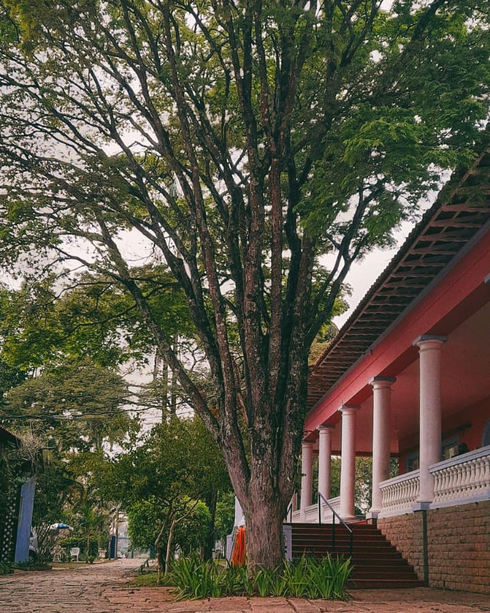 anglo_itatiba's tweet image. Alguns registros que os alunos do Projeto de Jornalismo fizeram da flora presente na nossa escola. A atividade foi pensada para treinar o olhar artístico e a edição de fotos! #angloitatiba #sistemaanglo #projor