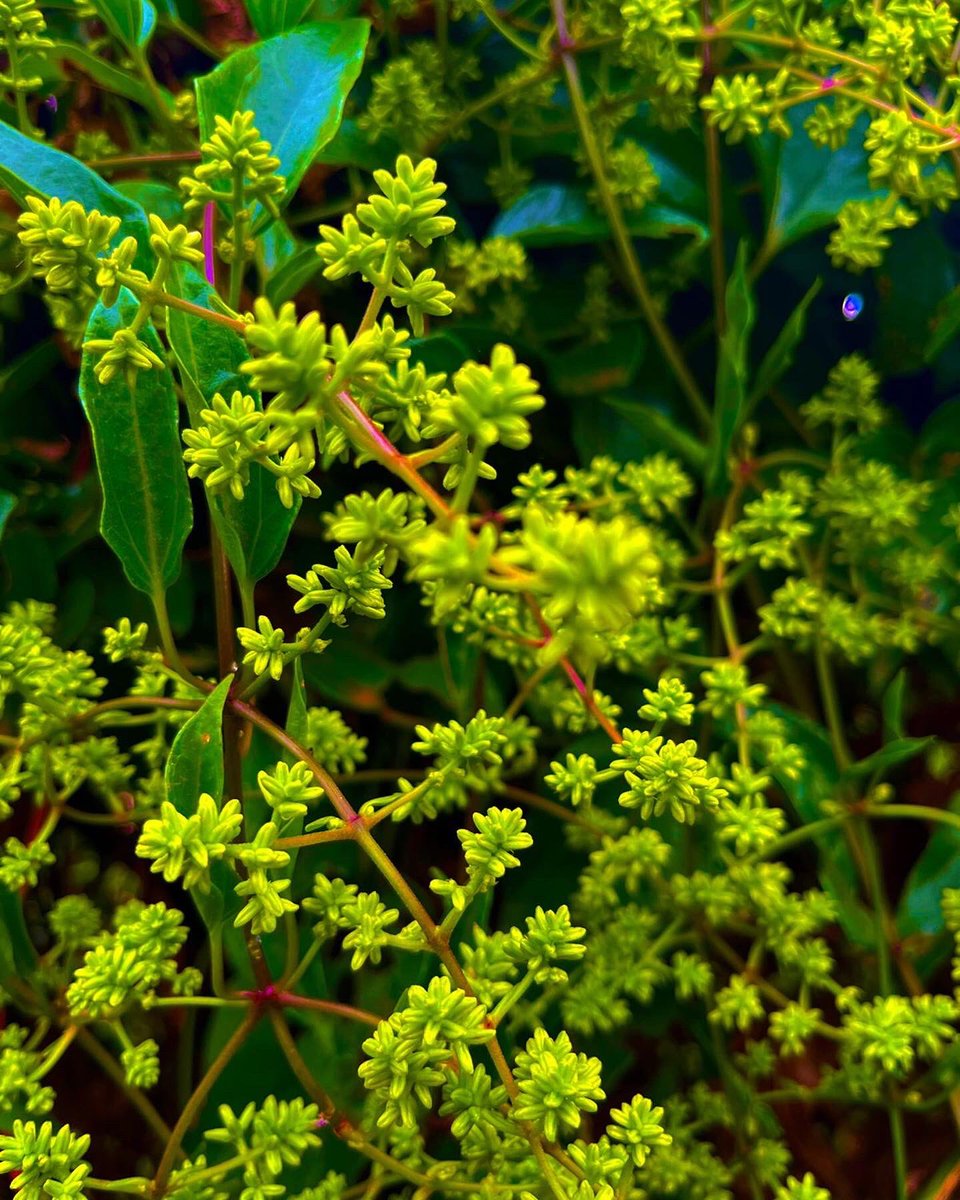 anglo_itatiba's tweet image. Alguns registros que os alunos do Projeto de Jornalismo fizeram da flora presente na nossa escola. A atividade foi pensada para treinar o olhar artístico e a edição de fotos! #angloitatiba #sistemaanglo #projor