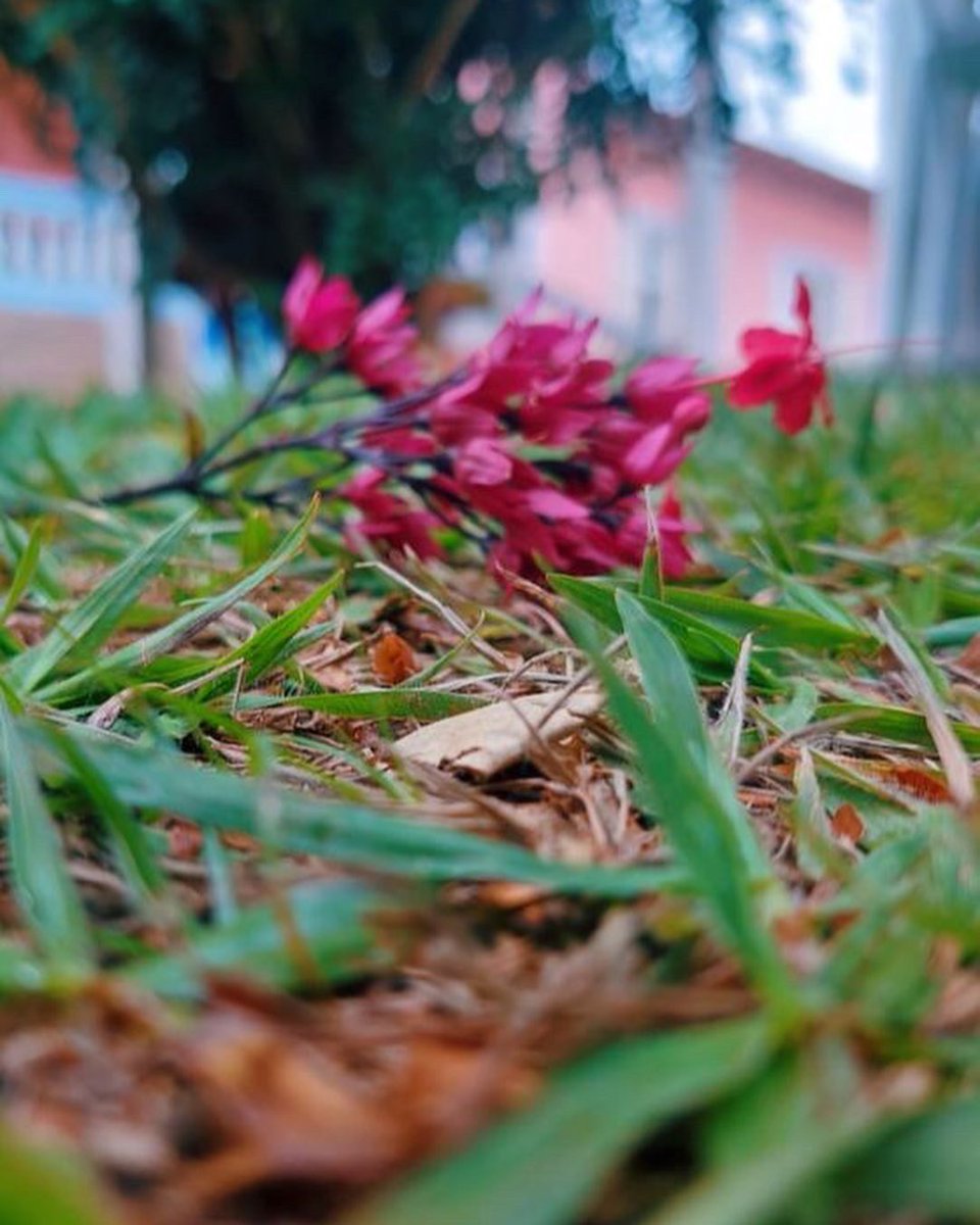 anglo_itatiba's tweet image. Alguns registros que os alunos do Projeto de Jornalismo fizeram da flora presente na nossa escola. A atividade foi pensada para treinar o olhar artístico e a edição de fotos! #angloitatiba #sistemaanglo #projor