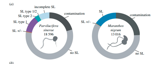 A diversified and segregated mRNA spliced-leader system in the parasitic #Perkinsozoa: Elisabet Alacid <a href="/ElisabetAlacid/">Eli Alacid</a> et al. royalsocietypublishing.org/doi/10.1098/rs…  #protists <a href="/guyleonard/">Guy Leonard</a> @AncestralState