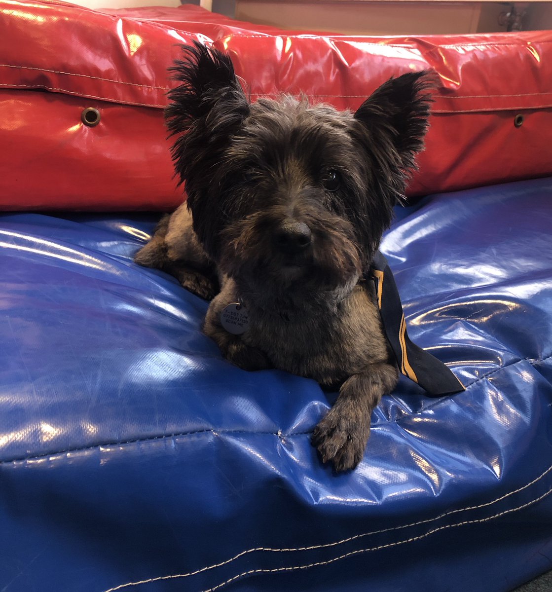 Our canine colleague Alfie is hard at work supporting our kids today.  <a href="/KHS_supported/">KHS Supported Learning</a>