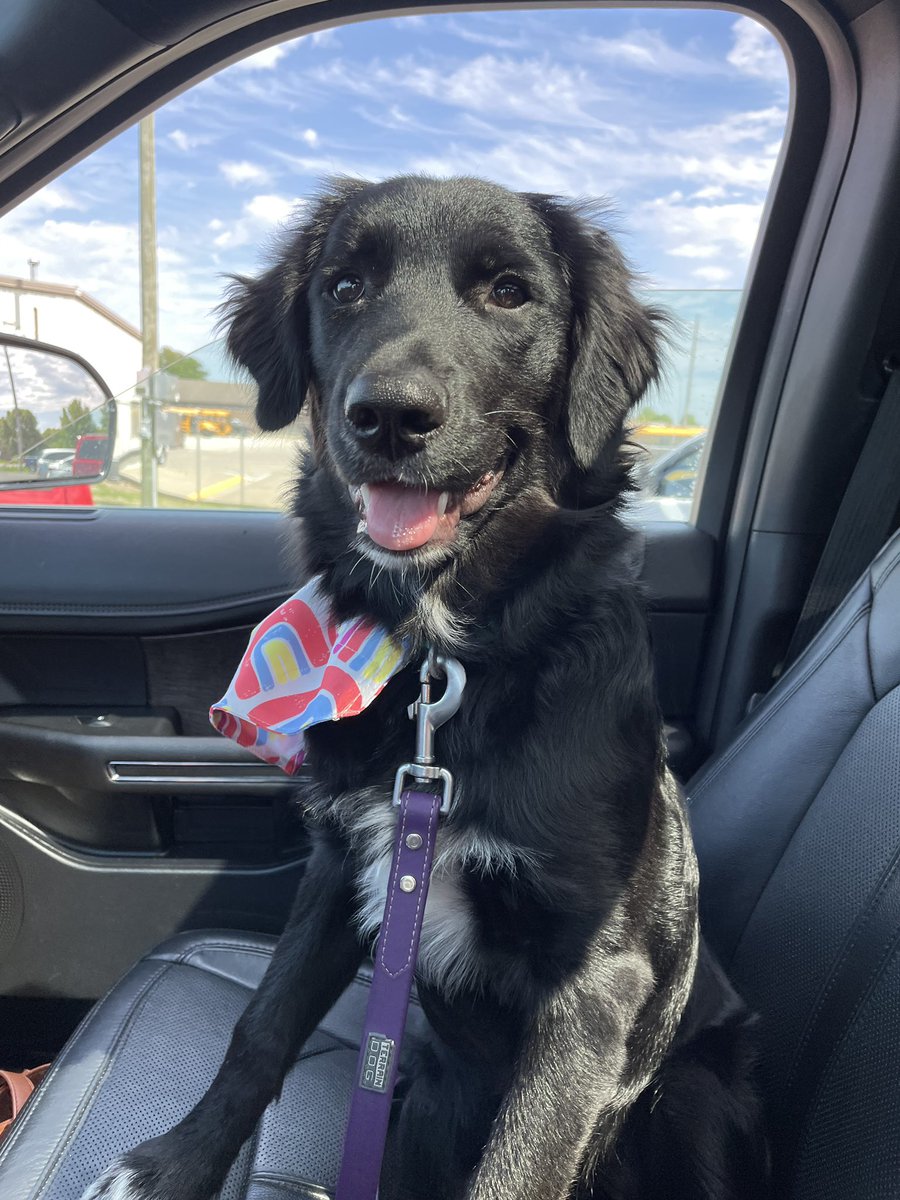 nerdychad's tweet photo. @AmandaGolf59 Happy Birthday from Winnie! Golden Retriever Australian Shepard mix. https://t.co/8G166yov8w