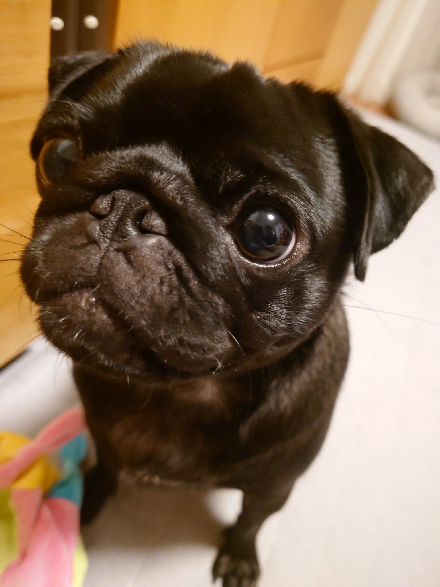 黒パグ チャッピ 妹 チャピコ Kuropug Chappi Twitter