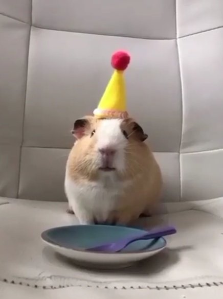 jorxnews's tweet image. mi vecino del animal crossing esperando que le felicite por su cumpleaños sin saber que llevo 14 meses sin jugar: