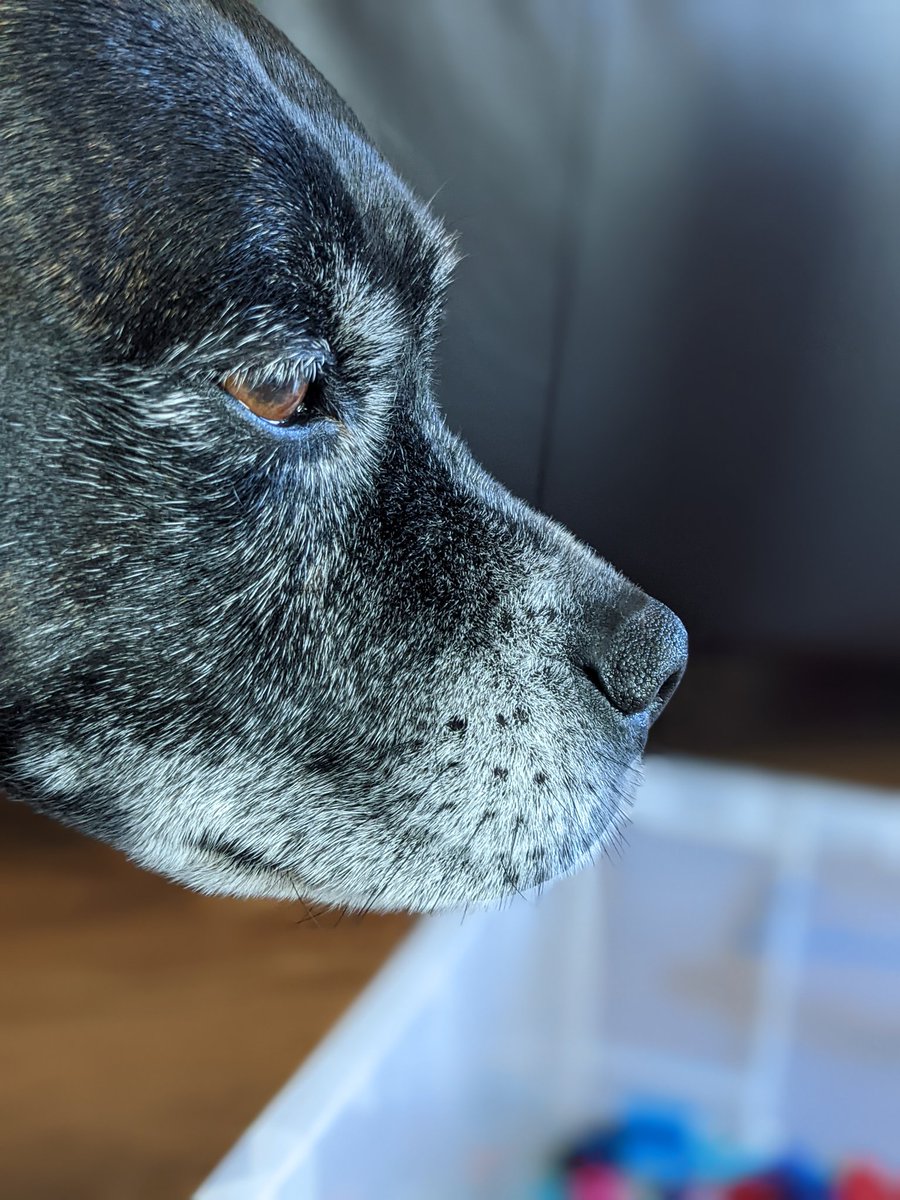 AmyliaClarke's tweet photo. @dog_rates @Trupanion Boozer. Such a gentle soul and all round Goodboi! 💓 https://t.co/Cf1RgijDEi